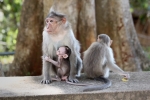 monkey-family