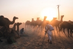 pushkar_camel_fair