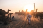 pushkar_camel_fair